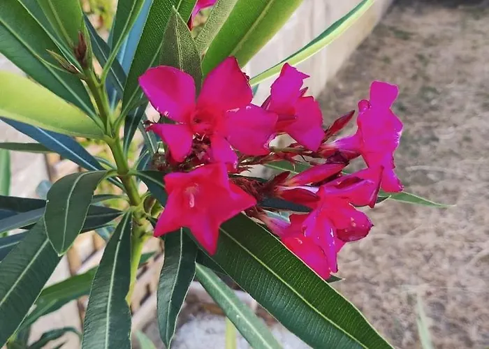 La Maison De Nenette Penzion 3*